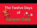 12 Days of Canyon Oaks