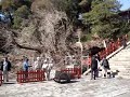 鎌倉鶴ヶ丘八幡宮の大銀杏倒れる