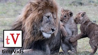 Urocza i zabawna kompilacja Lion Cubs (oryginalny materiał!)