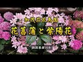 加茂荘花鳥園 花菖蒲と紫陽花｜HTC ドライブ観光スポット