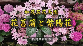 加茂荘花鳥園 花菖蒲と紫陽花｜HTC ドライブ観光スポット