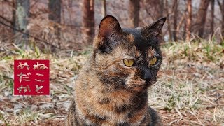 ネコとメダカのビオトープ　第九話　あたしの春とお化けの冬【4K】