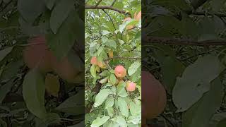 Delicious red apple fruit in the garden 2022