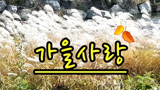 가을을 노래하는 산책길. 아름다운 산책길에 핀 야생화와 들풀 구경🍁🍂 #산책 #야생화 #들꽃#가을#가을풍경#산책길 #힐링 #땅두더지 #양재천 #꽃멍 #nature #healing