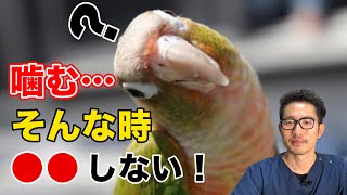 【質問コーナー】 ウロコインコさんが嚙んできて痛い…どうすればいい？妊娠中に鳥さんに構えなくて嫌われた？仲直りできる？曇りの日でも日光浴は効果ありますか？などにお答えしました！