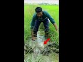 easy யா விரால் மீன் பிடிக்கலாம் viral meen trap shorts creative experiment