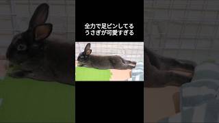 今日もうさぎが落ちていました#うさぎ #ミニレッキス #癒し #rabbit #足ピン #もふもふ