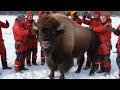 american bison covered in millions of barnacles u0026 parasites bee saved by heroic rescue team rescue