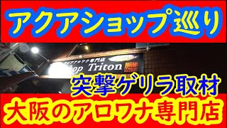 【熱帯魚屋巡り】アクアショップトリトンさんへ行ってきた！大阪アロワナ専門店