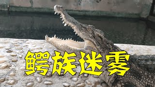 鳄族的演化迷宫：鳄族的混乱辐射\u0026缓慢代谢的开端