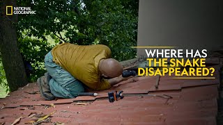 Where Has the Snake Disappeared? | Snakes SOS: Goa’s Wildest | National Geographic