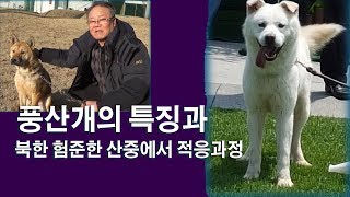 풍산개의 특징과 험준한 산속에서의 적응과정을 알려드립니다