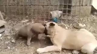 Qen sharri vs kangal