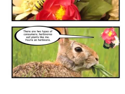 Where are caterpillars on the food chain?
