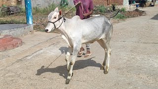 Hallikar Bull Calf 🤍 #hallikarcalf @CATTLESOfINDIA