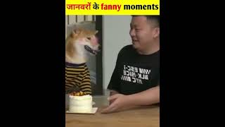 Animal funny video | #shorts #funnyvideo #dog #creativemosho