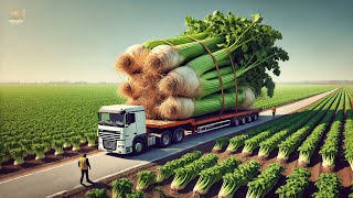 Awesome Agriculture Technology - Celery Root Cultivation Farming and Harvest | Farming Documentary