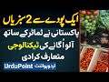 One Plant Two Vegetables - Pakistani Ne Tomato and Potato Ikathe Kasht Karne Ki Technology Bana Di