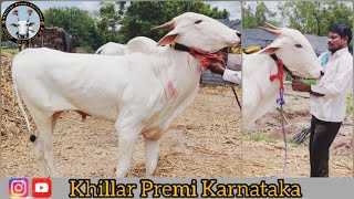 Prakash Shreemant More Breeding bull ಪ್ರಕಾಶ ಶ್ರೀಮಂತ ಮೊರೆ ಅವರ ಬೀಜದ ಹೋರಿ ✌️💥💞💪