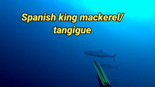 4 Spanish king mackerel/tangigue at isang goldentrevally bagong video sa 2024#spearfishingphilipines