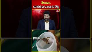 తేలు విషం ఒక లీటరు ధర దాదాపు 87 కోట్లు  |  Scorpion Venom   hmtv