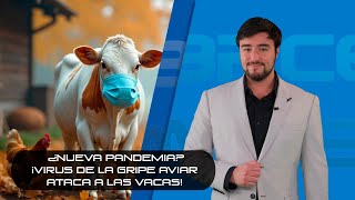 ¿Nueva pandemia? ¡Virus de la gripe aviar ataca a las vacas!