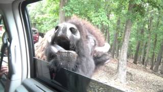 Close Encounter with a Buffalo