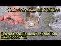 TEBAR BENIH IKAN NILA 10.000 EKOR.1 BULAN BOBOT IKAN NAIK 5 KALI LIPAT.!!! (PETERNAK PEMULA)