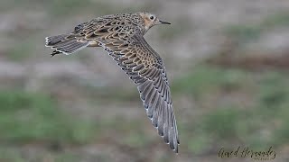 Playerito Canela - Calidris subruficollis