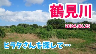 【昆虫採集】鶴見川 河川敷 クワガタ採集 2024.08.25 ［ヒラタクワガタ、コクワガタ、横浜］