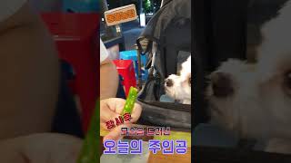 몰래 청양 고추를 먹다 매워서 낼름 낼름 하네요. Dog enjoy. Cute dog. Puppy. #댕댕이 #귀여운 #동물농장 #말티즈  #tv동물농장