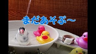 桜文鳥れい うたせ湯大好き#4 まだあそぶ～ bird bath.8year old java sparrow.水浴び