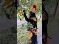 Jai kali 🙏🏻||mata rani || jai kali mata || #shorts #kalimata