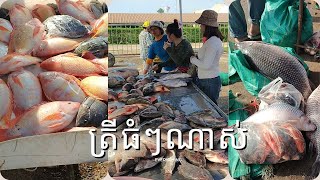 ត្រីធំៗណាស់ Wow! Big fish!!!!