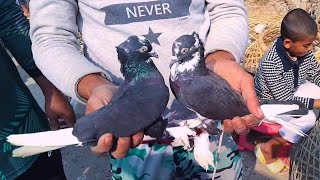 কাটাখালি কবুতরের হাট।। ১৩/১২/২০২৪।। katakhali kobutor hat||Pegeon market in Bangladesh।।