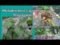 Philodendron Giganteum Propagation & Care |  English subs