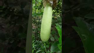 ചുരക്ക കൃഷി (Bottle gourd cultivation )