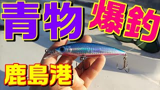 【爆釣！かんぱち ワラサ ひらまさ】めちゃくちゃな魚種が生息する沈没船ポイントは正真正銘のパラダイスだった！