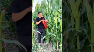 Smart farming: Cover corn with mineral water bottles to prevent birds, rats, insects and theft.