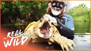 The Alligator Snapping Turtle: Nature's Hidden Killer | Savage Wild | Real Wild