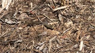 Six-Lined Racerunners Mating, DeSoto Parish, Lousiana