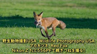 ロサンゼルスで野生動物撮影 Nikon Z fcで子育て中の親ぎつねを撮る！Wildlife Photography USA #nikon#zfc#redfox #キツネ#4k#556pf#野生動物