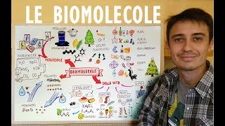 Le biomolecole in modo semplice - #biochimica a disegni