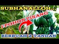 POHON PISANG BERBUAH 2 TANDAN