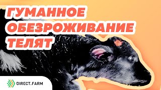 Обезроживание телят с применением снотворных и НПВС