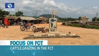 Focus On FCT: Menace Of Cattle Grazing In The FCT