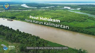 Pesut Mahakam: Legenda Hidup di Dalam Benteng Kawasan Konservasi di Perairan Mahakam Wilayah Hulu