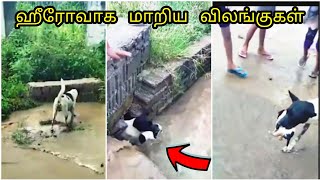 புல்லரிக்க வைக்கும் சுவாரசியமான விசயங்கள்  / Interesting Things part 5 / Tamil Display