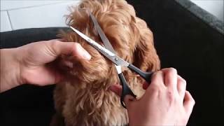 australian labradoodle puppy grooming