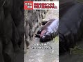 動物を傷つける中国人観光客が世界中で炎上 animals 海外動画 中国